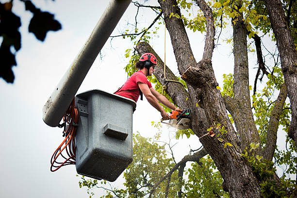 The Steps Involved in Our Tree Care Process in Ellinwood, KS